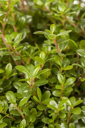 Ilex crenata 'Glory Gem' - 2 Ltr pot - image 1