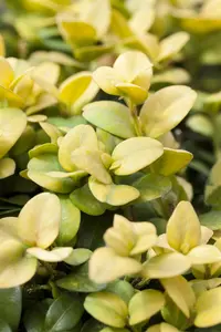 Ilex crenata 'Glory Gem' - LINERS 28 CEL TRAY P8 SIZE - image 5