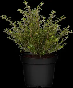 Ilex crenata 'Glory Gem' - 2 Ltr pot - image 5