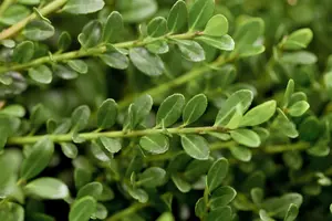 Ilex crenata 'Glory Gem' - 55 CM BALL C35 - image 4