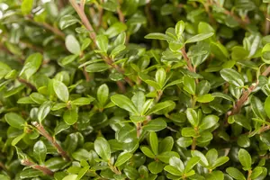 Ilex crenata 'Glory Gem' - 2 Ltr pot - image 2