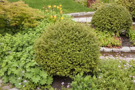 Ilex crenata 'Glory Gem' - 2 Ltr pot - image 3
