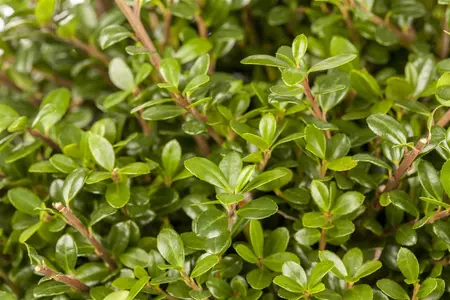 Ilex crenata 'Glory Gem' - 60-65 CM BALL C25 - image 2