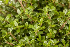 Ilex crenata 'Glory Gem' - 60-70 CM BALL C35 - image 2