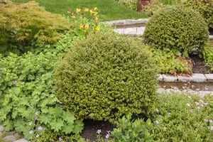 Ilex crenata 'Glory Gem' - 60-70 CM BALL C35 - image 3