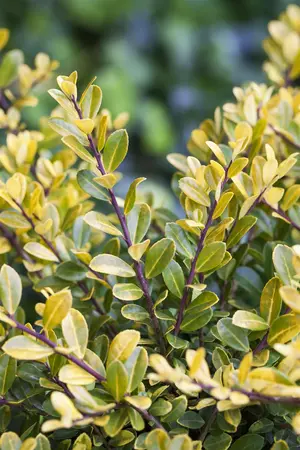 Ilex crenata 'Gold Tip' - 20-25 CM C2