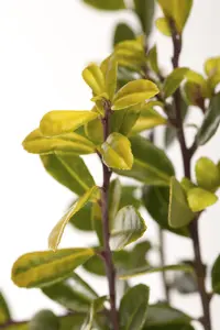 Ilex crenata 'Golden Gem' - 2 Ltr pot - image 3