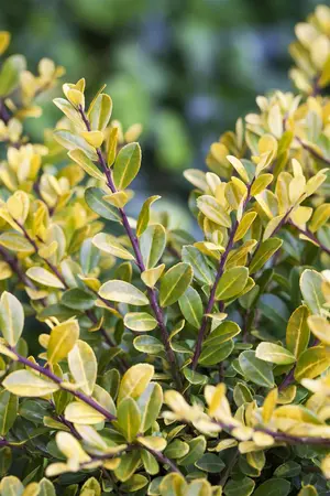 Ilex crenata 'Golden Gem' - 20-25 CM C1.5 - image 5