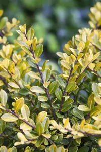 Ilex crenata 'Golden Gem' - LINERS 18 CEL TRAY P9 SIZE - image 5