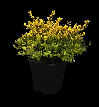 Ilex crenata 'Golden Gem' - 4 Ltr pot - image 1