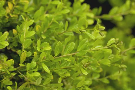 Ilex crenata 'Golden Gem' - 2 Ltr pot - image 5