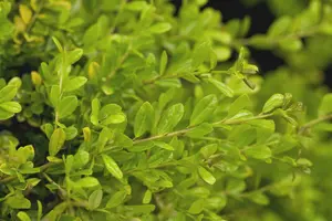 Ilex crenata 'Golden Gem' - 2 Ltr pot - image 5