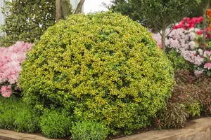 Ilex crenata 'Golden Gem' - 4 Ltr pot - image 4