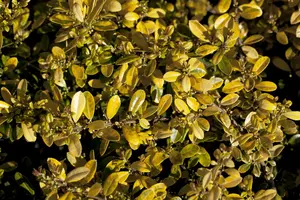 Ilex crenata 'Golden Gem' - 20-25 CM C1.5 - image 4