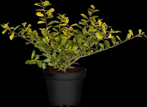 Ilex crenata 'Golden Gem' - 2 Ltr pot - image 2