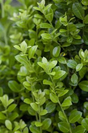 Ilex crenata 'Golden Rock' - 25-30 CM C2 - image 1