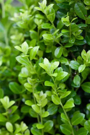 Ilex crenata 'Golden Rock' - 25-30 CM C2 - image 4