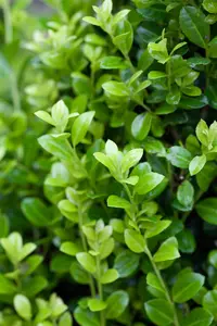 Ilex crenata 'Golden Rock' - 25-30 CM C2 - image 4