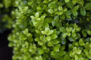 Ilex crenata 'Golden Rock' - 25-30 CM C2 - image 2
