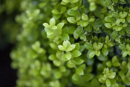 Ilex crenata 'Golden Rock' - 25-30 CM C2 - image 3