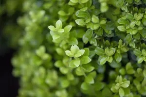 Ilex crenata 'Golden Rock' - 25-30 CM C2 - image 3