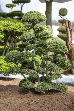 Ilex crenata 'Green Gloss' - 40 CM BALL C18 - image 1