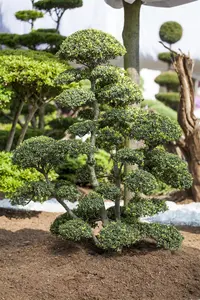 Ilex crenata 'Green Gloss'