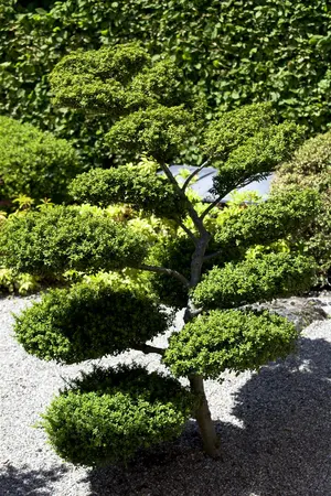 Ilex crenata 'Green Gloss' - 40 CM BALL C18 - image 4
