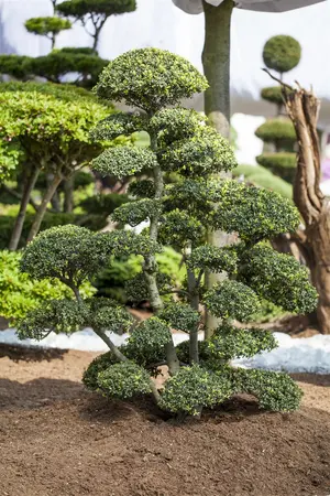 Ilex crenata 'Green Gloss' - 45 CM BALL C20 - image 1