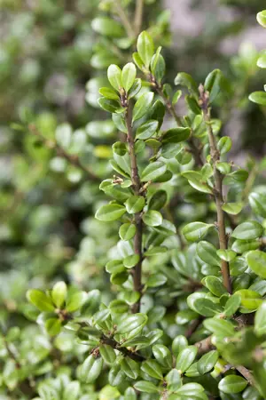 Ilex crenata 'Green Gloss' - 45 CM BALL C20 - image 5