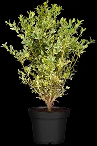 Ilex crenata 'Green Gloss' - 40 CM BALL C18 - image 5