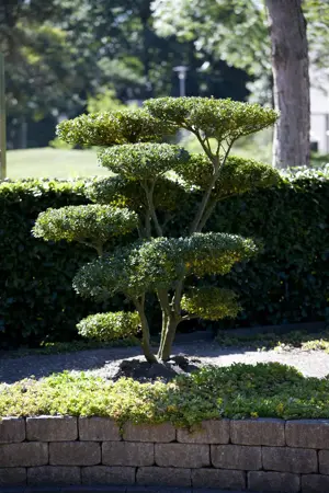 Ilex crenata 'Green Hedge' - 40-45 CM BALL C15 - image 1