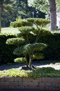 Ilex crenata 'Green Hedge' - C1 - image 2