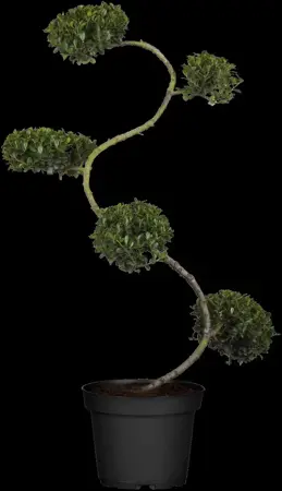 Ilex crenata 'Green Hedge' - 40-45 CM BALL C15 - image 2