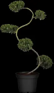 Ilex crenata 'Green Hedge' - 40-45 CM BALL C15 - image 2