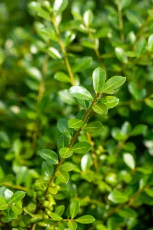 Ilex crenata 'Green Lustre' - 80-100 CM C35 - image 4