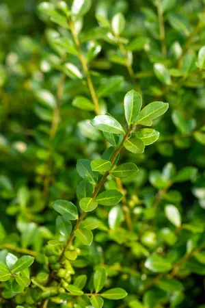 Ilex crenata 'Green Lustre' - 45 CM BALL C20 - image 4