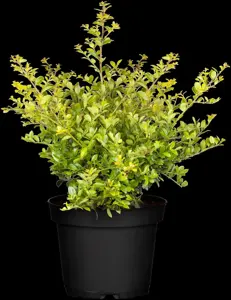 Ilex crenata 'Green Lustre' - 80-100 CM RB - image 2