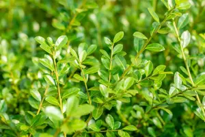 Ilex crenata 'Green Lustre' - 50-60 CM C7.5 - image 5