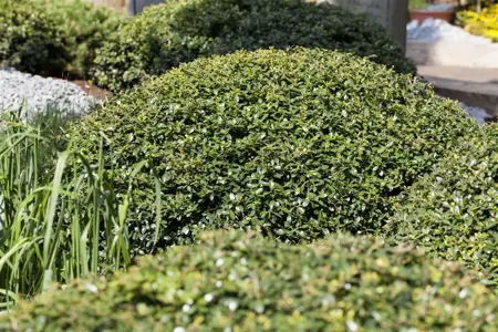 Ilex crenata 'Green Lustre' - 80-100 CM C35 - image 1