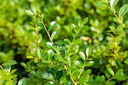 Ilex crenata 'Green Lustre' - 80-100 CM C35 - image 3