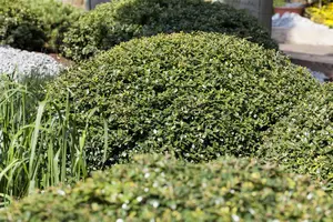 Ilex crenata 'Green Lustre'