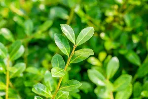 Ilex crenata 'Green Lustre' - 40 CM BALL C12 - image 5