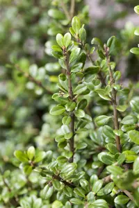 Ilex crenata 'Jenny'? - 40 CM BALL C10 - image 5