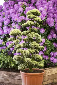 Ilex crenata 'Kin me' - BONSAI 125-150 CM C90 - image 2