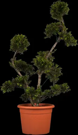 Ilex crenata 'Kin me' - BONSAI 125-150 CM C90 - image 1