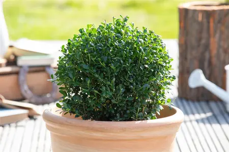 Ilex crenata 'Luxus? Globe' - 60 CM BALL C25
