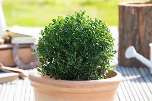 Ilex crenata 'Luxus? Globe' - 60 CM BALL C25