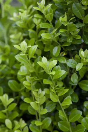 Ilex crenata 'Luxus? Hedge' - 6-pack(9 cm pots)
