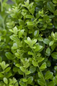Ilex crenata 'Luxus? Hedge' - 80-100 CM C12